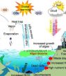 Euthrophical and Global Climate Change