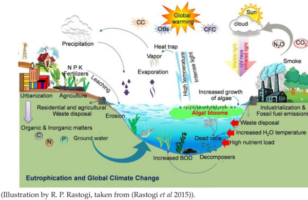 Euthrophical and Global Climate Change Euthrophical and Global Climate Change